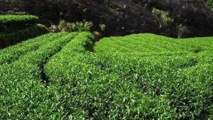 品大紅袍的雅致，避農(nóng)副產(chǎn)品的陷阱 常見問(wèn)題與解決方案