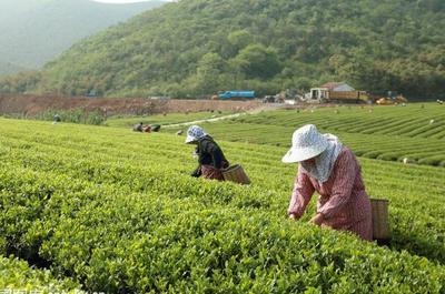 草根“茶人”羅平琴 茶山種出致富夢，年入40萬的創業心路