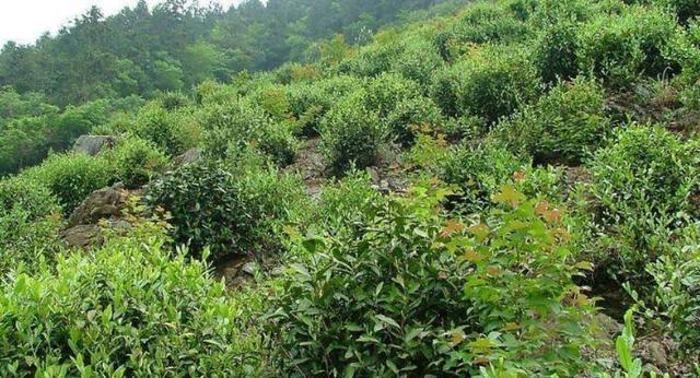 種茶必讀 三大關鍵條件與農副產品銷售策略