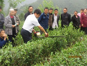 萬源市送茶葉種植管理技術(shù)培訓(xùn)到群眾家門口